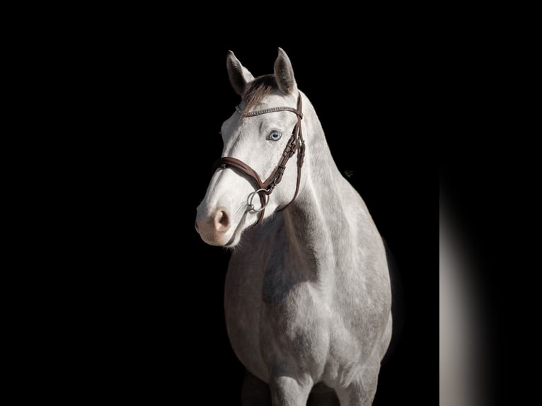 Zangersheider Mare 4 years 15,2 hh Grey in Lubin