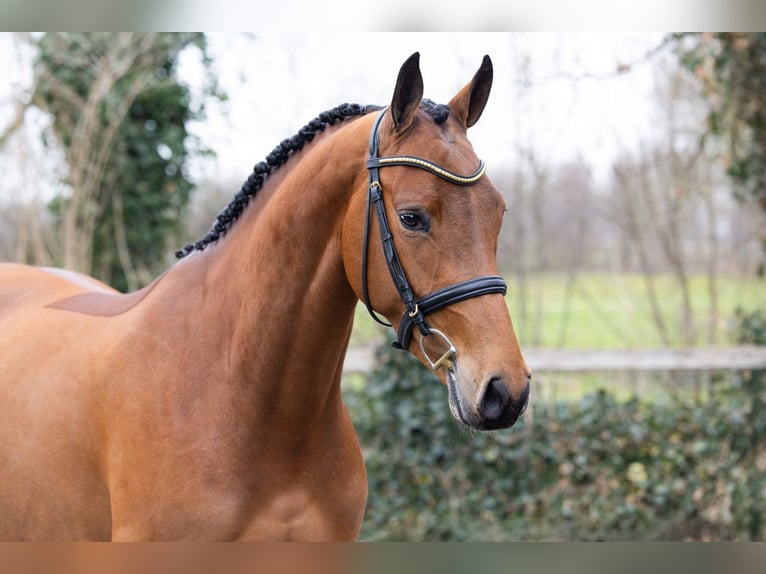 Zangersheider Mare 4 years 15,2 hh  in Heerde