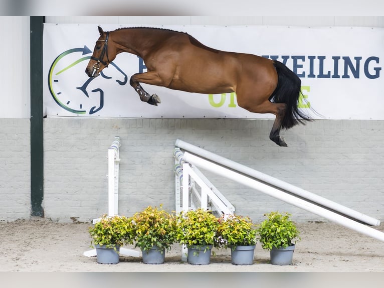 Zangersheider Mare 4 years 15,2 hh  in Heerde