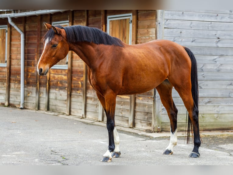 Zangersheider Mare 4 years 15,3 hh Brown in Maastricht