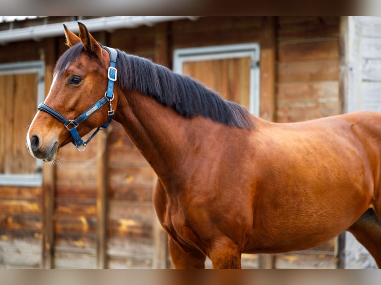 Zangersheider Mare 4 years 15,3 hh Brown in Maastricht