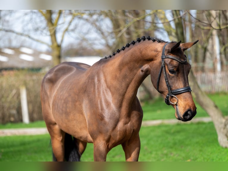 Zangersheider Mare 4 years 15,3 hh  in GROTE-BROGEL