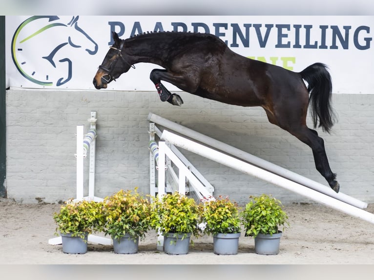 Zangersheider Mare 4 years 15,3 hh  in Heerde