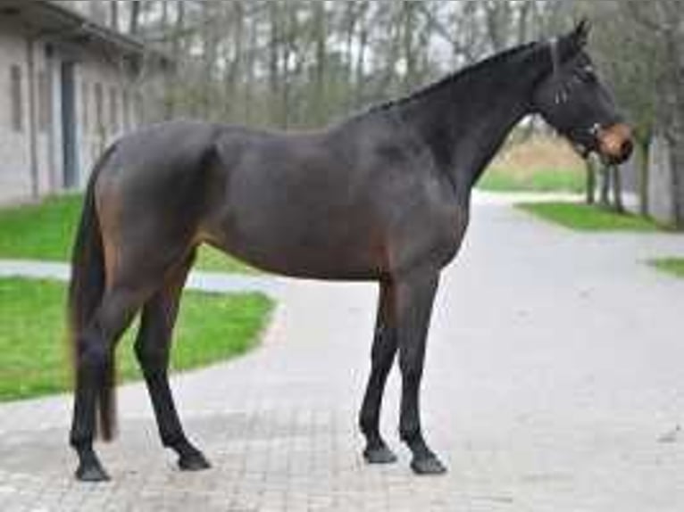 Zangersheider Mare 4 years 16,1 hh Bay-Dark in Sint-Niklaas