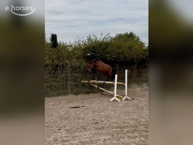 Zangersheider Mare 4 years 16.1 hh Brown in Schwalmtal