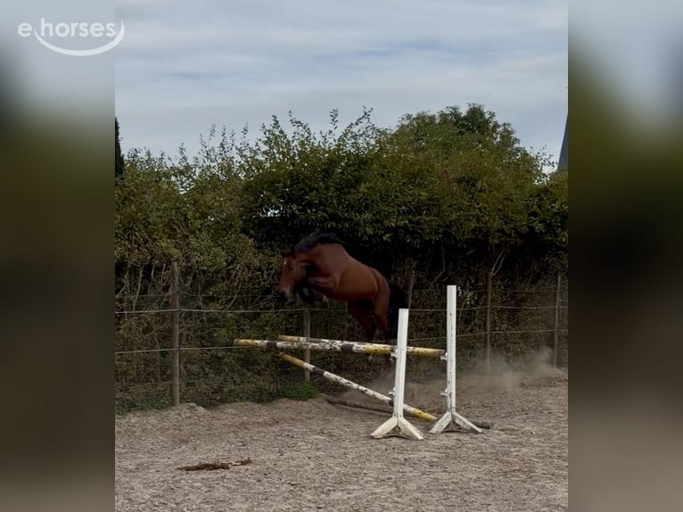 Zangersheider Mare 4 years 16.1 hh Brown in Schwalmtal