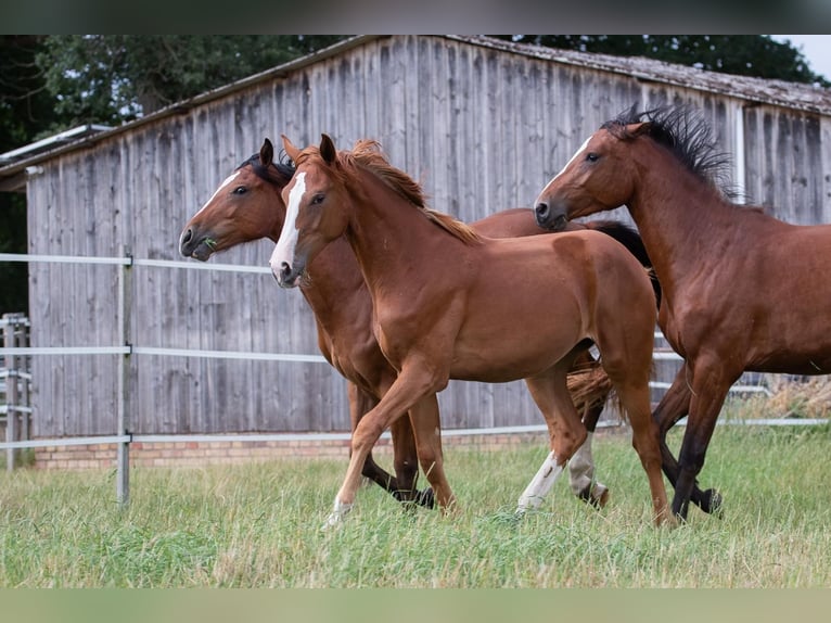 Zangersheider Mare 4 years 16.1 hh Chestnut-Red in Schwarmstedt