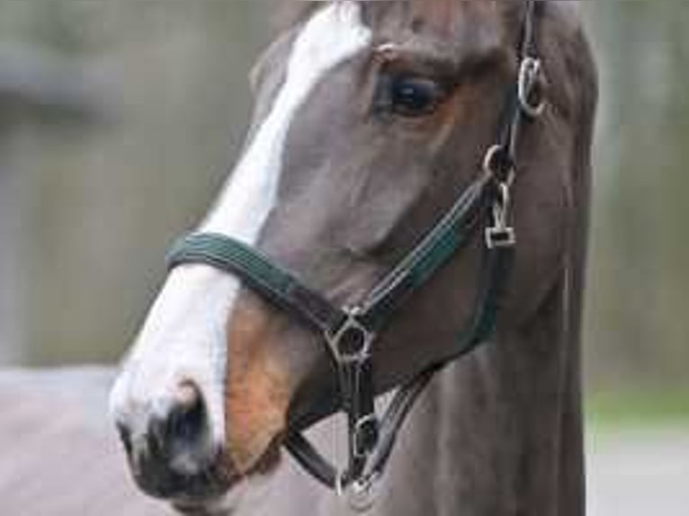 Zangersheider Mare 4 years 16,3 hh Bay in Sint-Niklaas