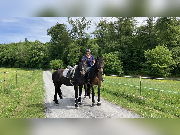 Zangersheider Mare 4 years 16 hh Bay-Dark in Neckargemünd