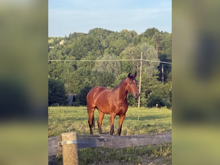 Zangersheider Mare 4 years 16 hh Bay in Łańcut