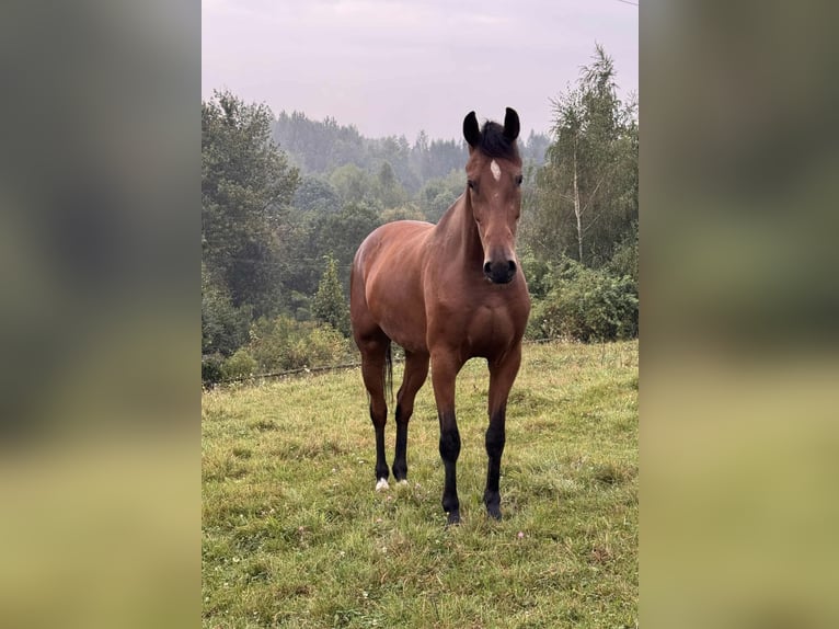 Zangersheider Mare 4 years 16 hh Bay in Łańcut