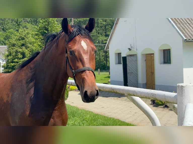 Zangersheider Mare 4 years 16 hh Bay in Łańcut