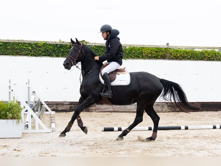 Zangersheider Mare 4 years 16 hh Black in Waddinxveen Zangersheider Mare 4 years 16 hh Black in Waddinxveen