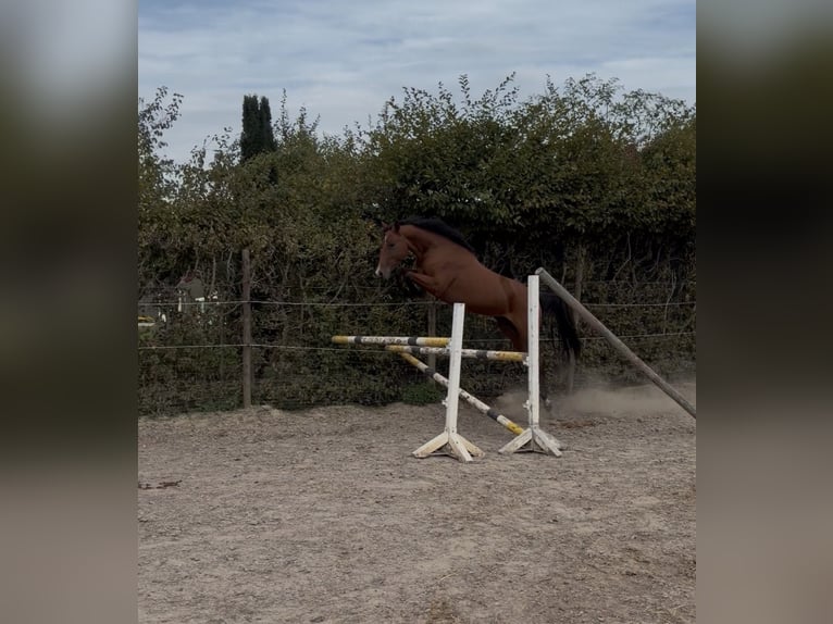 Zangersheider Mare 4 years 16 hh Brown in Schwalmtal
