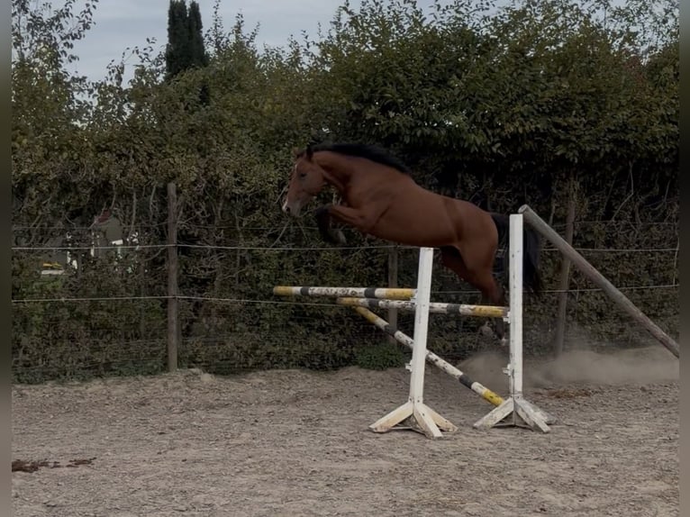 Zangersheider Mare 4 years 16 hh Brown in Schwalmtal