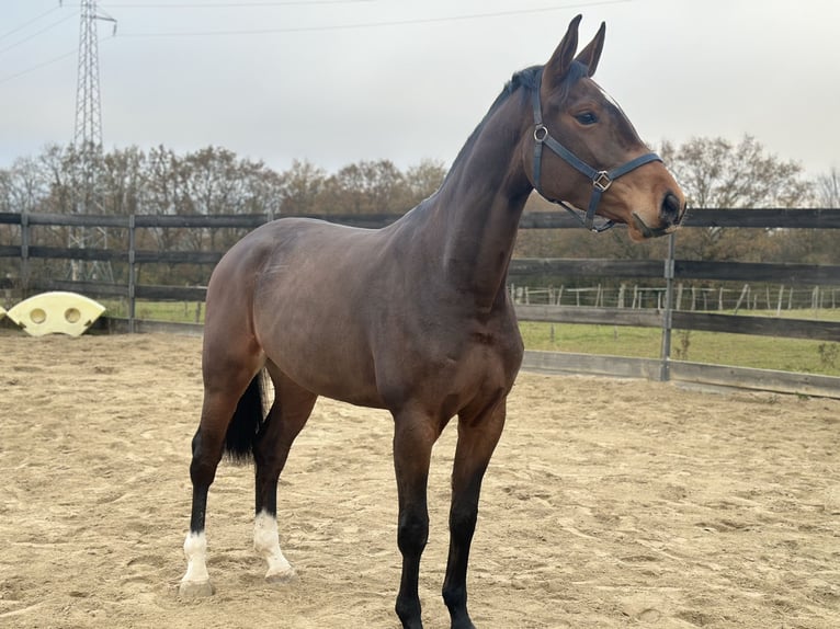 Zangersheider Mare 4 years 16 hh Brown-Light in Belfort
