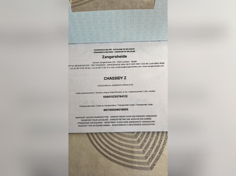 Zangersheider Mare 4 years 16 hh Brown in Heusden zolder