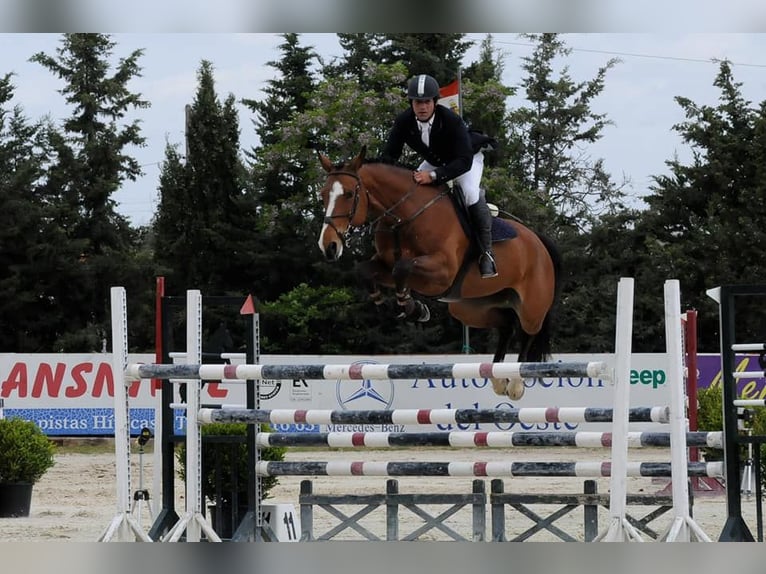 Zangersheider Mare 4 years 16 hh Brown in PORTUGAL