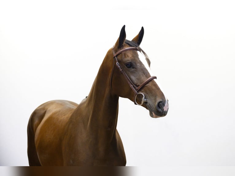 Zangersheider Mare 4 years 16 hh Brown in Waddinxveen