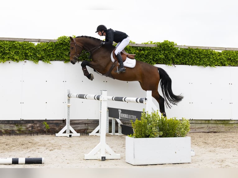 Zangersheider Mare 4 years 16 hh Brown in Waddinxveen