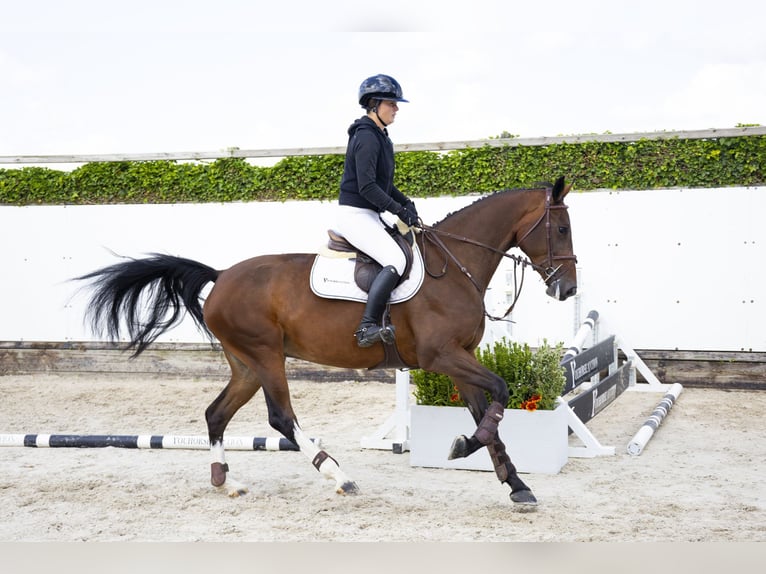 Zangersheider Mare 4 years 16 hh Brown in Waddinxveen