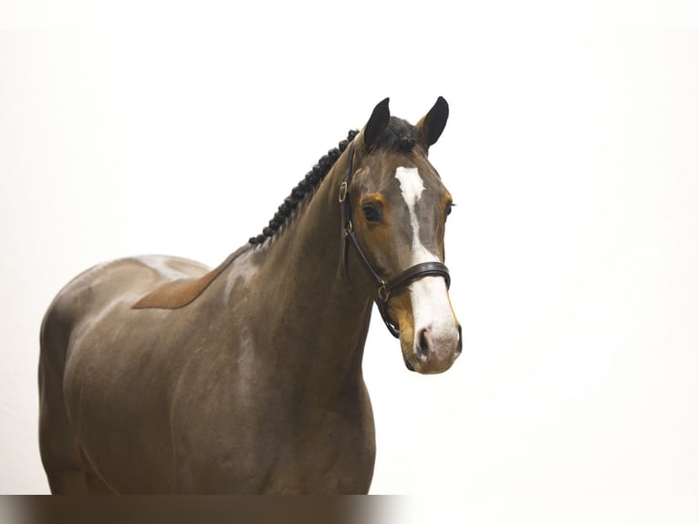 Zangersheider Mare 4 years 16 hh Brown in Waddinxveen