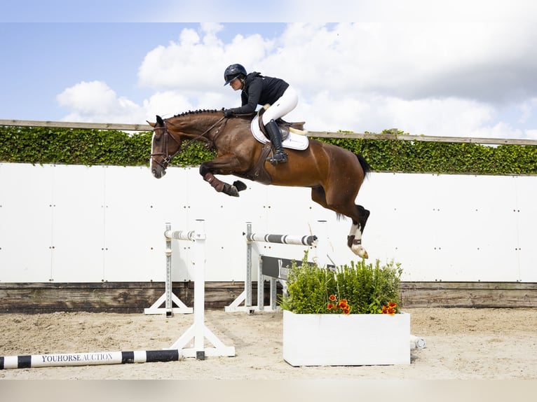 Zangersheider Mare 4 years 16 hh Brown in Waddinxveen