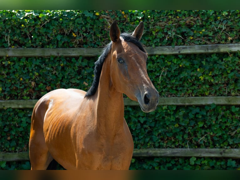 Zangersheider Mare 4 years 16 hh Brown in Waddinxveen