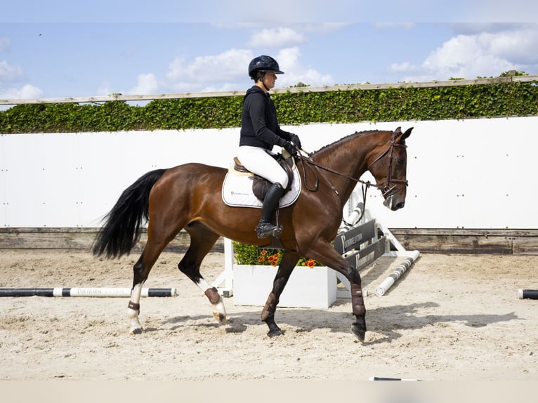 Zangersheider Mare 4 years 16 hh Brown in Waddinxveen