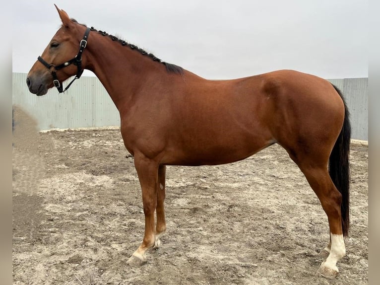 Zangersheider Mare 4 years 16 hh Chestnut-Red in PORTUGAL Zangersheider Mare 4 years 16 hh Chestnut-Red in PORTUGAL