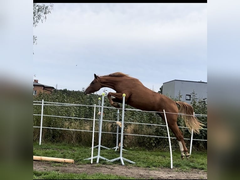 Zangersheider Mare 4 years 16 hh Chestnut-Red in Stanica