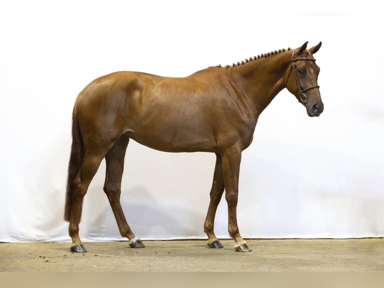 Zangersheider Mare 4 years 16 hh Chestnut-Red in Waddinxveen