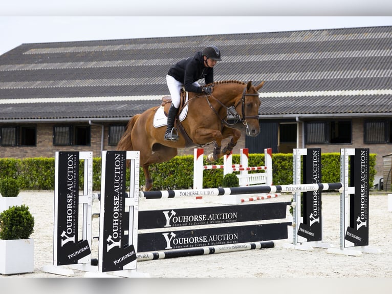 Zangersheider Mare 4 years 16 hh Chestnut-Red in Waddinxveen