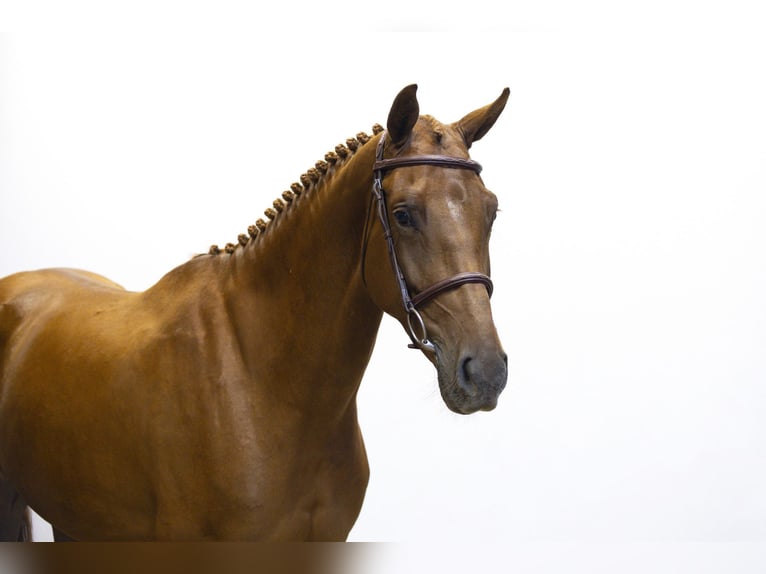 Zangersheider Mare 4 years 16 hh Chestnut-Red in Waddinxveen