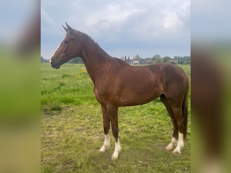 Zangersheider Mare 4 years 16 hh Chestnut in grez doiceau