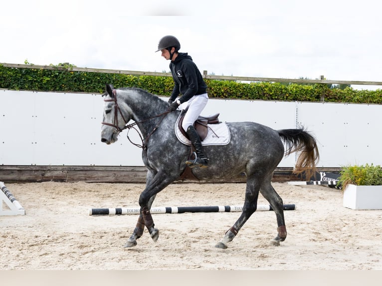 Zangersheider Mare 4 years 16 hh Grey in Waddinxveen Zangersheider Mare 4 years 16 hh Grey in Waddinxveen