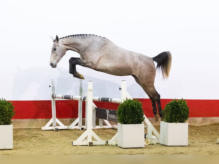Zangersheider Mare 4 years 16 hh Grey in Waddinxveen
