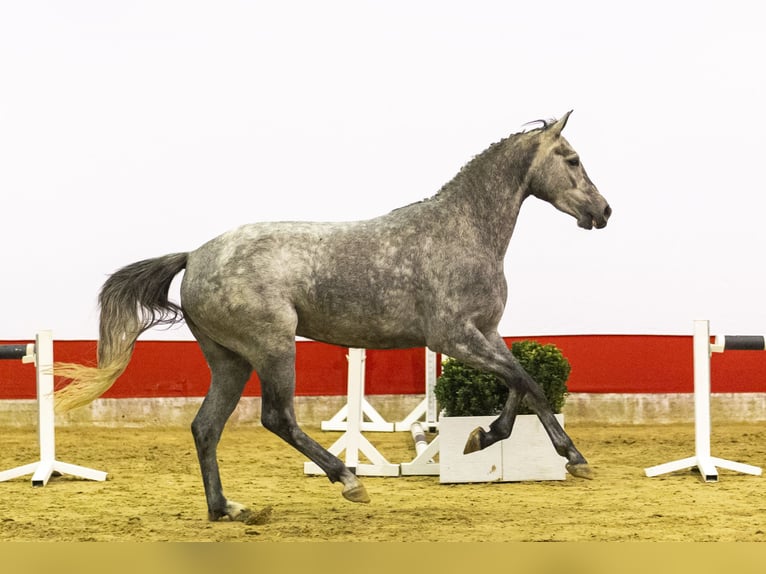 Zangersheider Mare 4 years 16 hh  in Waddinxveen