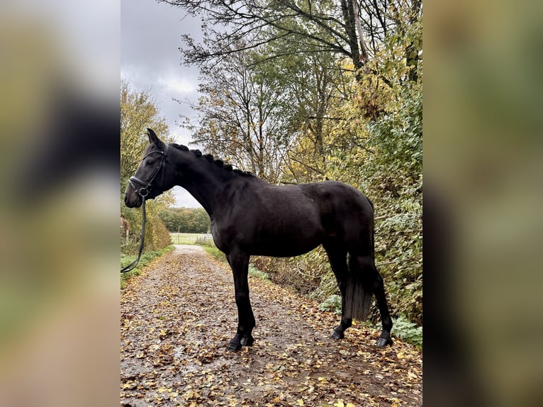 Zangersheider Mare 4 years 16 hh Smoky-Black in Roeser