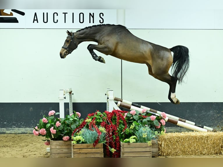 Zangersheider Mare 4 years 16,1 hh Bay-Dark in Bladel