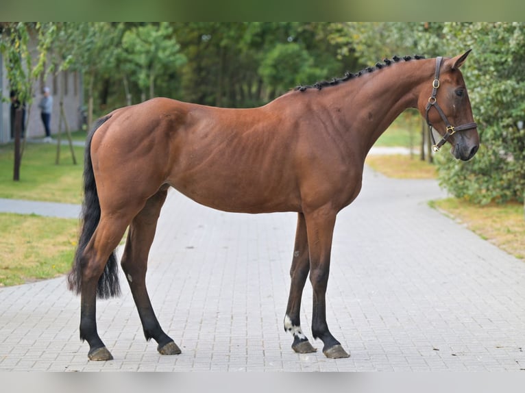 Zangersheider Mare 4 years 16,1 hh Bay in Zelle