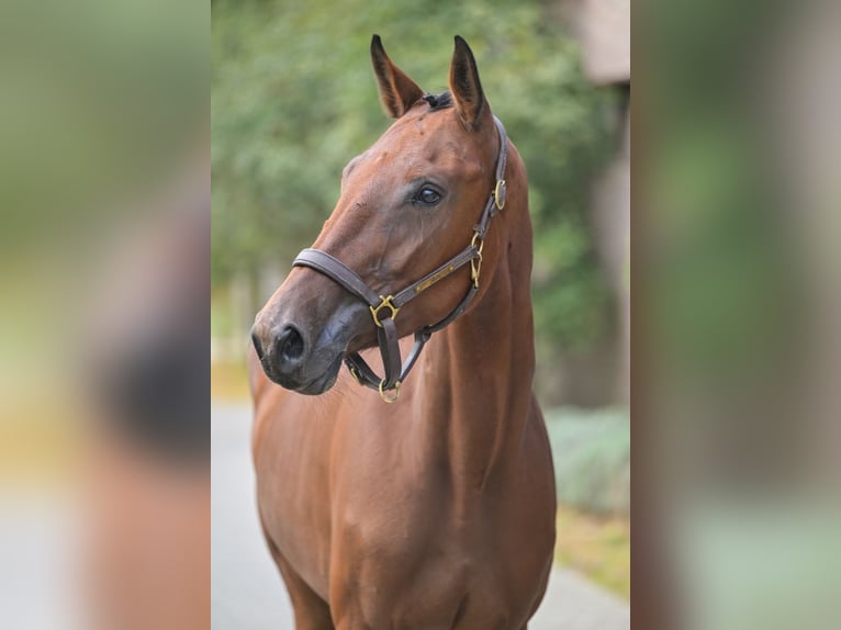 Zangersheider Mare 4 years 16,1 hh Bay in Zelle