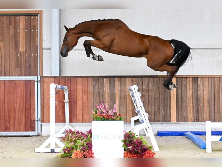 Zangersheider Mare 4 years 16,1 hh Bay in Zelle