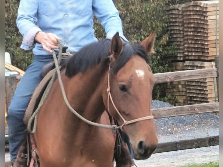 Zangersheider Mare 4 years 16,1 hh Brown-Light in Maarkedal