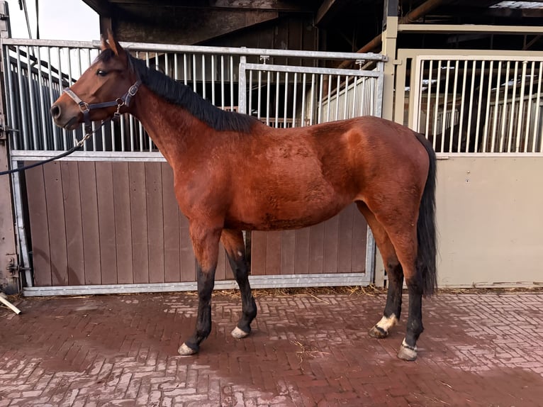 Zangersheider Mare 4 years 16,1 hh Brown in Schwalmtal