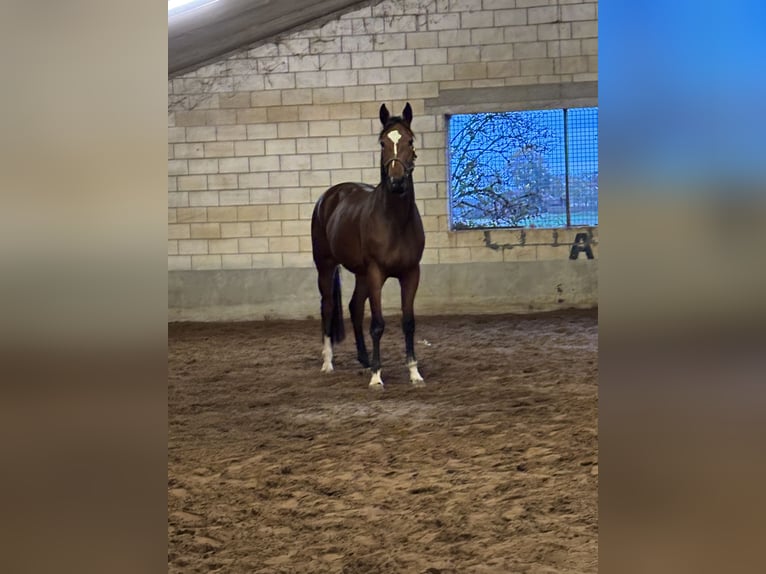 Zangersheider Mare 4 years 16,1 hh Brown in Leuven