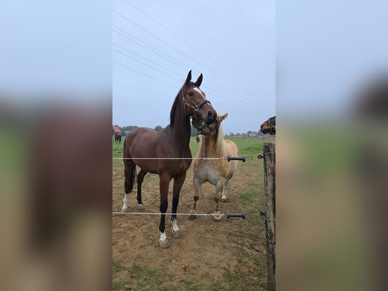 Zangersheider Mare 4 years 16,1 hh Brown in Leuven