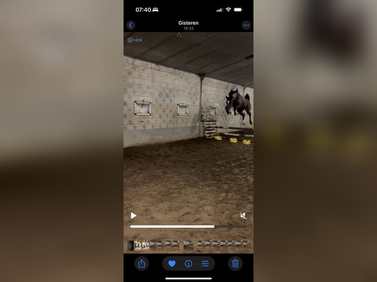 Zangersheider Mare 4 years 16,1 hh Brown in Leuven