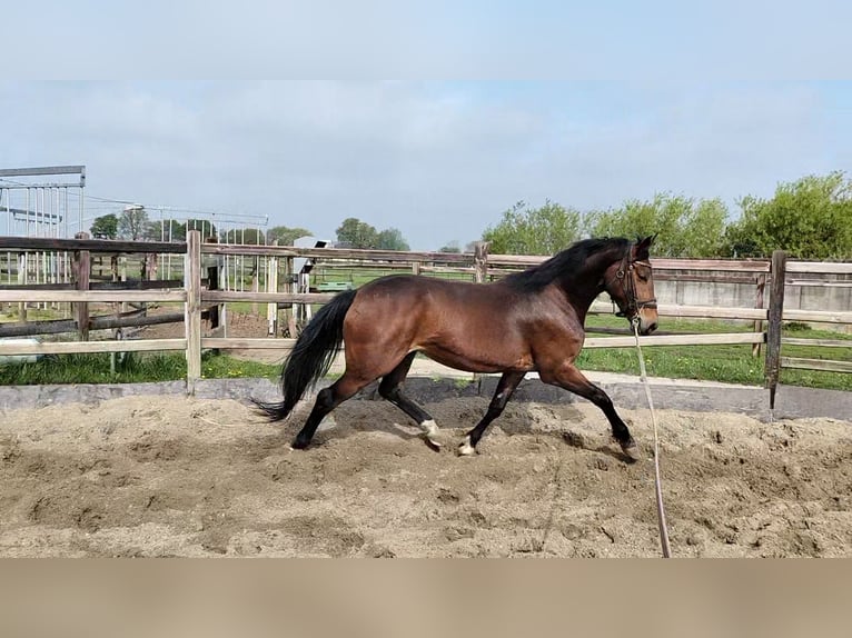 Zangersheider Mare 4 years 16,1 hh Brown in Weelde