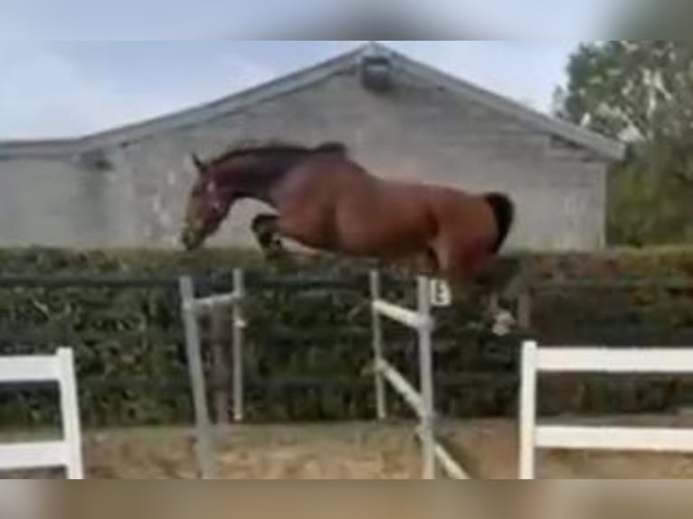 Zangersheider Mare 4 years 16,1 hh Brown in Weelde